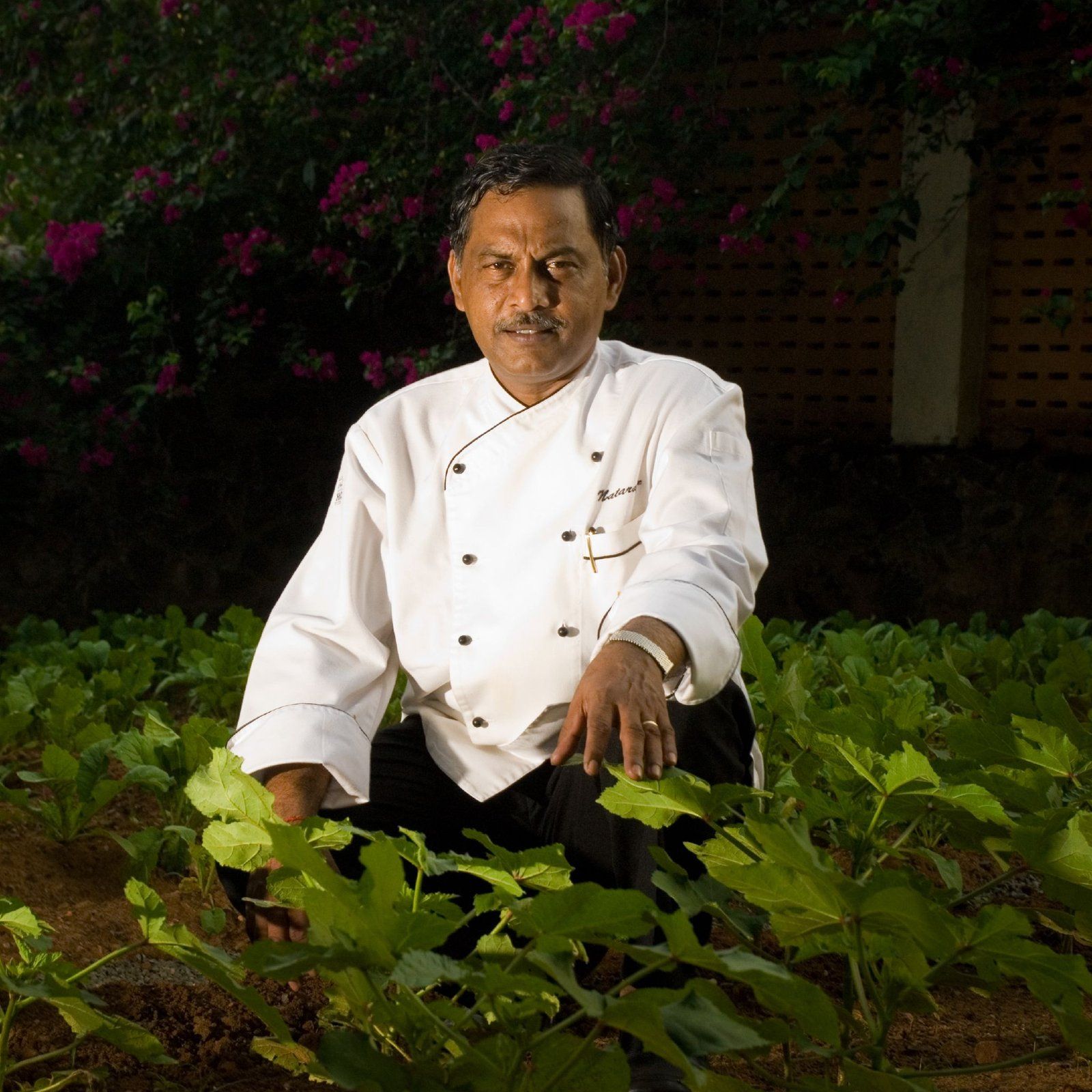 Chef in whites crouching among the plants of a hotel kitchen garden